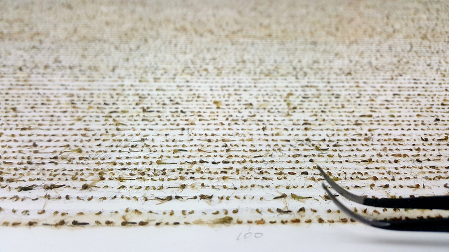 김남훈 Namhoon Kim 18911 죽음의 열거 2017 폼보드 위에 여러 종류의 작은 날벌레, 205 목공용 접착제 51x89cm